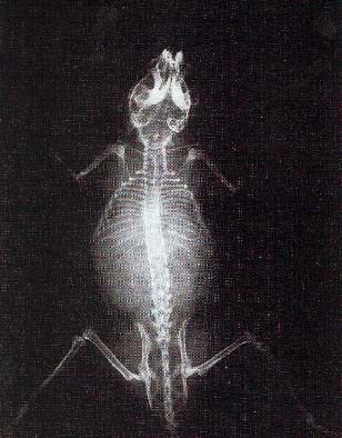 A black and white x-ray shows the skeleton of a small animal.