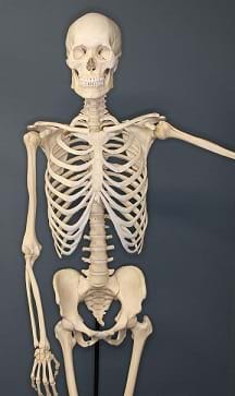 A human skeleton on exhibit at The Museum of Osteology, in Oklahoma City, Oklahoma.