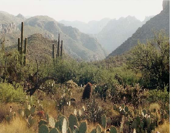 A photograph of the Sonoran Desert landscape shows rugged mountains, scrubby bushes and tall, multi-armed cacti.