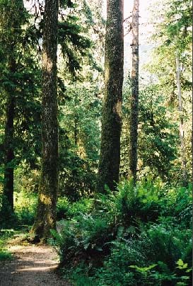 Photograph shows a trail leading into a lush green forest with ferns and tall trees.