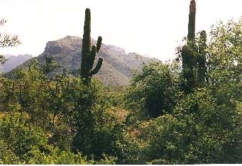 Sonoran Desert landscape within Saquaro National Park shows scrubby bushes, a few multi-armed saguaro cacti and rocky mountain in the distance.