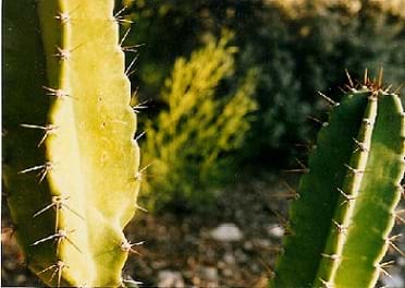 A photograph near a Sonoran Desert cactus shows its characteristic ribs and prickly spines.