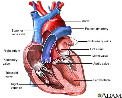 A cutaway medical drawing of the human heart with the chambers and valves identified, as well as the aorta, superior vena cava, pulmonary artery and pulmonary veins.