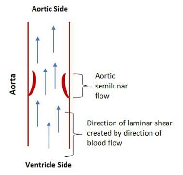 A cutaway diagram of the aorta shows the aortic valves open (noted as "aortic semilunar flow"), and the direction of blood flow indicated by arrows (noted as "direction of laminar shear created by direction of blood flow"), moving from ventricle side to aortic side.