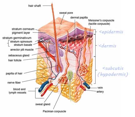 A cross-section medical drawing shows the anatomy of human skin, including the epidermis, dermis and subcutis (hypodermis) layers.