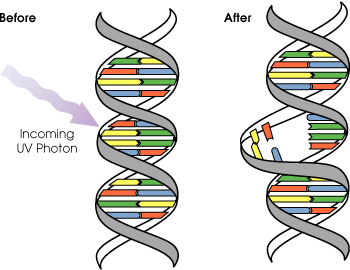 A two-part line drawing shows the "before" condition of a normal DNA helix subject to an incoming UV photon, and the "after" condition in which adjacent bases have bonded with each other, instead of across the "ladder," resulting in a bulge and a distorted DNA molecule that does not function properly.