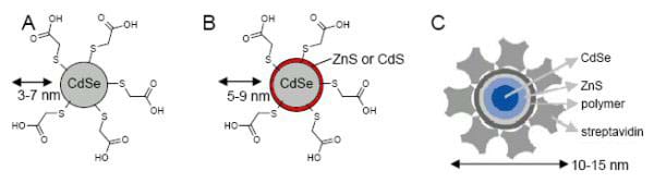 A three-part diagram shows A) a line-drawing of the chemical composition of CdSe, 3-7 nm wide, B) the same line-drawing with an encasement of ZnS around its CdSe center, making it 5-9 nm wide, and C) the same molecule of CdSe coated with ZnS, further coated with a polymer and then streptavidin protein attachments, now 10-15 nm wide.