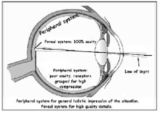 A side view cutaway diagram shows an eyeball with labels indicating central and peripheral vision. Peripheral system: poor acuity, receptors grouped for high compression. Foveal system: 100% acuity. Peripheral system for general holistic impression of the situation. Foveal system for high-quality details.