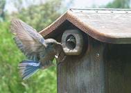 Photo shows a bird landing near a hole in a little house, with a tiny bird looking out through the hole.