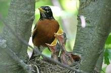 Photo shows a red-brested bird standing on the edge of a stick-made next with two baby birds in it, beaks wide open.