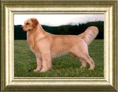 Image shows a photo of a posing dog in a gold picture frame.