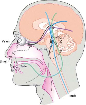 A cutaway medical illustration shows an outline of a human head with labels and anatomical representations of the five senses (vision-eyes, smell-nose, hearing-ears, taste-tongue, touch-spinal cord) and their connections to the brain.