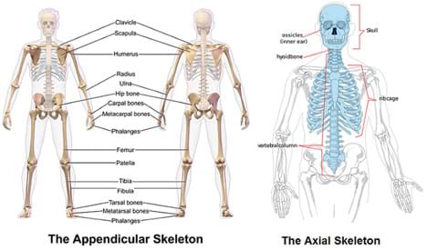 Two diagrams show the human skeleton with the main bones of the appendicular and axial skeletons identified: clavicle, scapula, humerus, radius, ulna, hip bone, carpal bones, metacarpal bones, phalanges, femur, patella, tibia, fibula, tarsal bones, metatarsal bones, phalanges, skull, ossicles (inner ear), hyoid bone, rib cage, vertebral column.