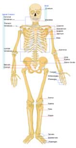 A front view diagram shows the human skeletal system with major bones identified: cranium, mandible, cervical vertebrae, thoracic vertebrae, lumbar vertebrae, sacrum, coccyx, clavicle, manubrium, scapula, sternum, ribs, humerus, ulna, radius, pelvic girdle, carpals, metacarpals, phalanges, femur, patella, tibia, fibula, tarsals, metatarsals and phalanges.
