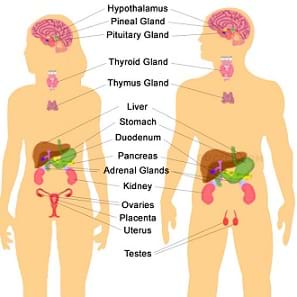endocrine system research