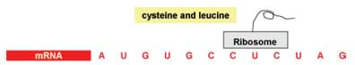 A ribosome is placed above the third three bases (a codon) of our example mRNA coding, C, U, C, with a tail indicating it has made amino acids cystein and leucine.