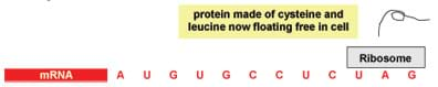 A ribosome is placed above the fourth three bases (a codon) of our example mRNA coding, U, A, G. Nearby a protein of cysteine and leucine floats free in the cell.