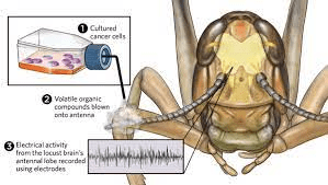 A drawing of a locust inside of an area where different odors can be pumped to it. Electrodes are hooked to its brain to detect nerve/electric signals that are produced as it is exposed to the odors.