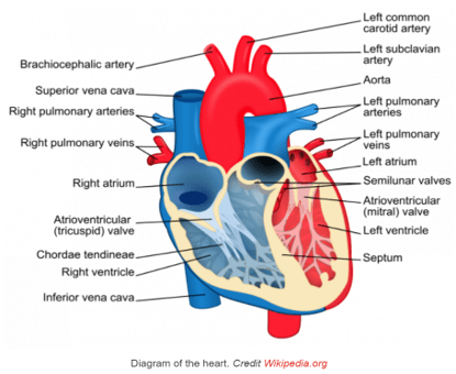 A labeled anatomical diagram of the human heart showing major chambers, valves, and blood vessels. The heart is split into left and right sides, with the left side shown in red (oxygenated blood) and the right side in blue (deoxygenated blood). Key structures labeled include the right and left atria and ventricles, atrioventricular (tricuspid and mitral) valves, semilunar valves, chordae tendineae, septum, superior and inferior vena cava, right and left pulmonary arteries and veins, aorta, brachiocephalic artery, left common carotid artery, and left subclavian artery. A labeled anatomical diagram of the human heart showing major chambers, valves, and blood vessels. The heart is split into left and right sides, with the left side shown in red (oxygenated blood) and the right side in blue (deoxygenated blood). Key structures labeled include the right and left atria and ventricles, atrioventricular (tricuspid and mitral) valves, semilunar valves, chordae tendineae, septum, superior and inferior vena cava, right and left pulmonary arteries and veins, aorta, brachiocephalic artery, left common carotid artery, and left subclavian artery.