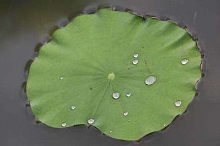 A large green lotus leaf floats on top of water. There are large drops of water collected on top.