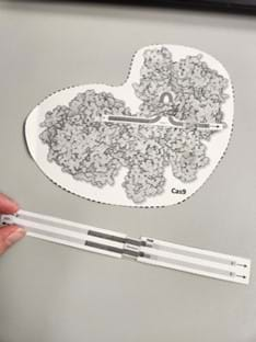 A photo of the CRISPR-Cas9 model manipulated by a student to show how random nucleotides are inserted to knock out a gene.