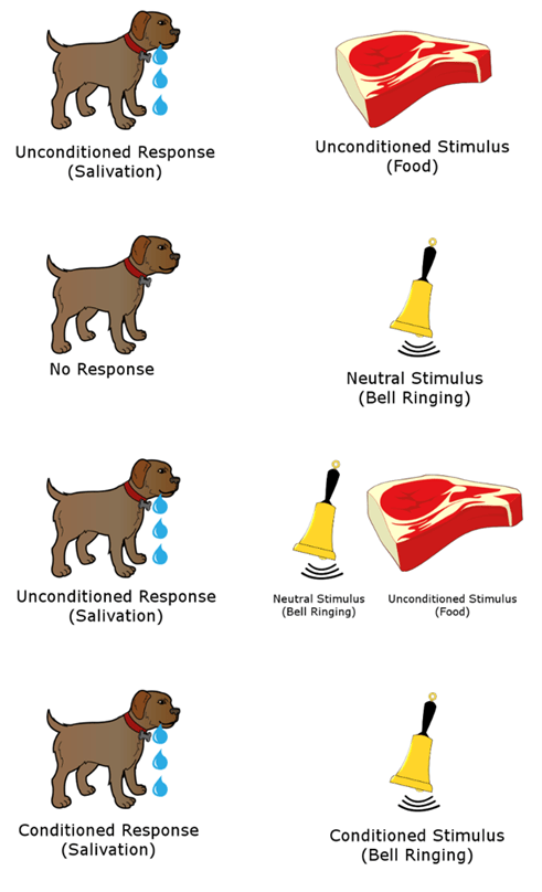 A diagram of Pavlov’s experiments showing how a dog can be classically trained.