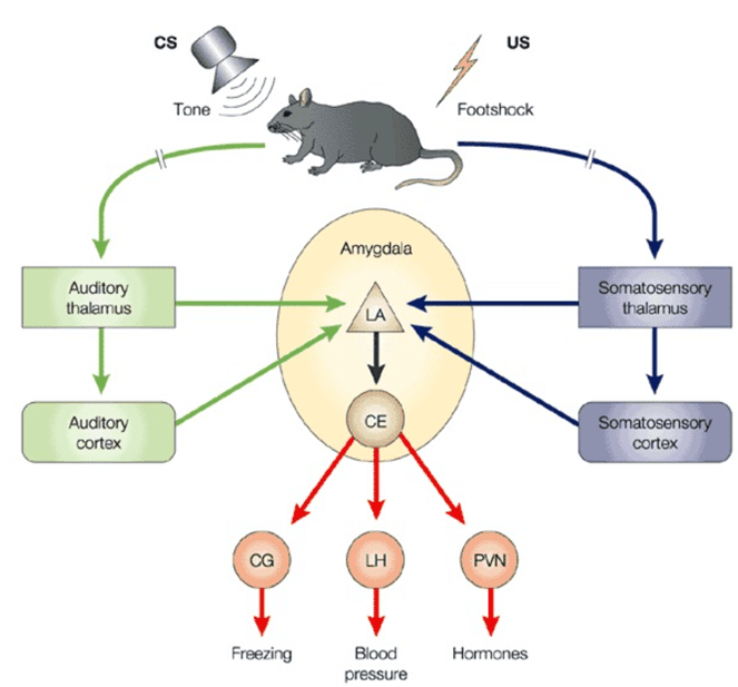 A diagram showing the pathway of the tone and shock as they converge in the amygdala of the mouse.