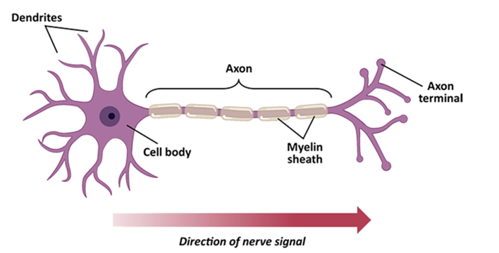 A diagram of a neuron cell showing all of the parts and the direction of the nerve signal. A diagram of a neuron cell showing all of the parts and the direction of the nerve signal.