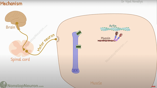 A diagram showing both the central fatigue and peripheral fatigue during the mechanism behind fatigue. A diagram showing both the central fatigue and peripheral fatigue during the mechanism behind fatigue.