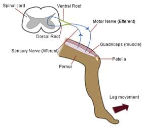 brain and spinal cord reflexes