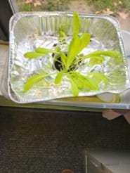 A photo showing students’ lettuce growing in the floating pot they designed.