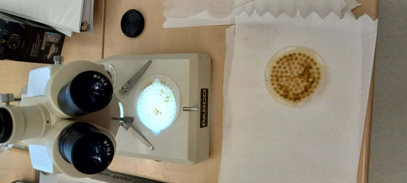 Photo showing a microscope and a petri dish with the filter from the experiment. 