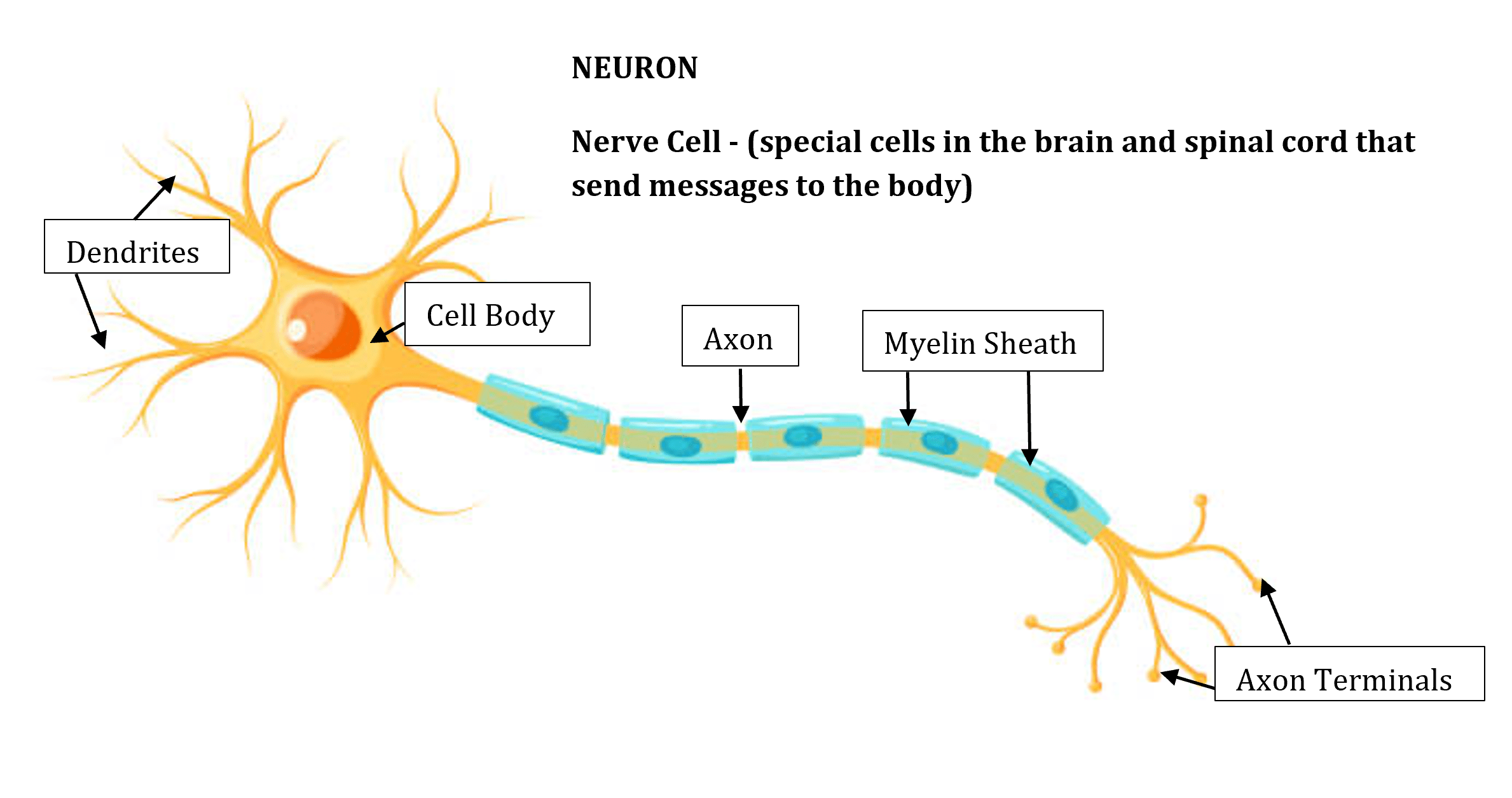 A labeled diagram of a neuron (nerve cell) showing its main parts and structure. Branching dendrites extend from the cell body on the left. A long axon extends from the cell body to the right and is covered in segmented myelin sheath. At the far right are axon terminals that branch outward. Labels identify dendrites, cell body, axon, myelin sheath, and axon terminals. A labeled diagram of a neuron (nerve cell) showing its main parts and structure. Branching dendrites extend from the cell body on the left. A long axon extends from the cell body to the right and is covered in segmented myelin sheath. At the far right are axon terminals that branch outward. Labels identify dendrites, cell body, axon, myelin sheath, and axon terminals.