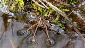A photo of a large brown spider with long legs floating on the surface of shallow water. Its body is partially submerged, and ripples form around its legs. Surrounding the spider are green moss and small brown twigs. A photo of a large brown spider with long legs floating on the surface of shallow water. Its body is partially submerged, and ripples form around its legs. Surrounding the spider are green moss and small brown twigs.