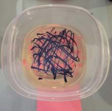 A photo showing a clear plastic container holding a shallow liquid bath, likely corn syrup or water. On the surface, there are irregular, overlapping lines of pink and dark blue color applied in a random, scribbled pattern. The lines appear to float on the liquid without sinking. A photo showing a clear plastic container holding a shallow liquid bath, likely corn syrup or water. On the surface, there are irregular, overlapping lines of pink and dark blue color applied in a random, scribbled pattern. The lines appear to float on the liquid without sinking.