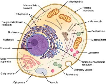 Cell Membrane Color Sheet and Build a Cell Membrane ...