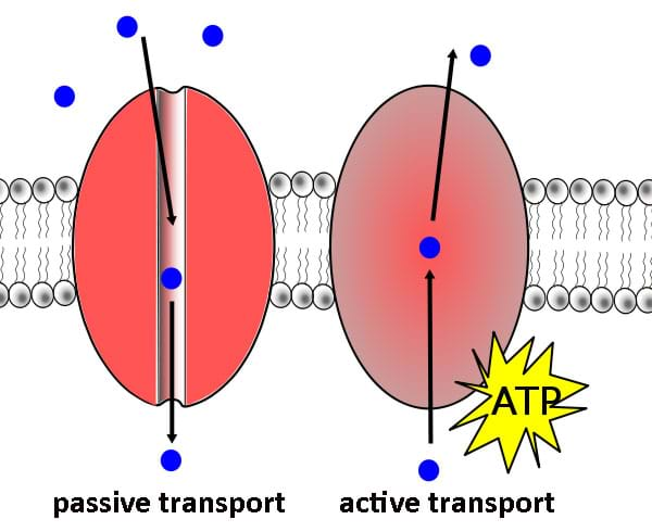 passive transport examples for kids