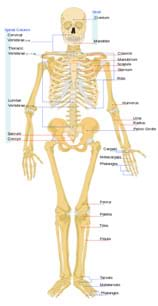 The 8 Cranial Bones  Parts, Location & Function - Video & Lesson