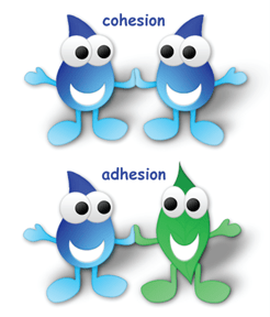 An image of two pairs of water drops that illustrates the concepts of cohesion and adhesion as they relate to water. An image of two pairs of water drops that illustrates the concepts of cohesion and adhesion as they relate to water.