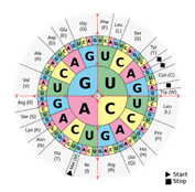 An image of a codon wheel that shows which base sequence encodes which amino acid. An image of a codon wheel that shows which base sequence encodes which amino acid.